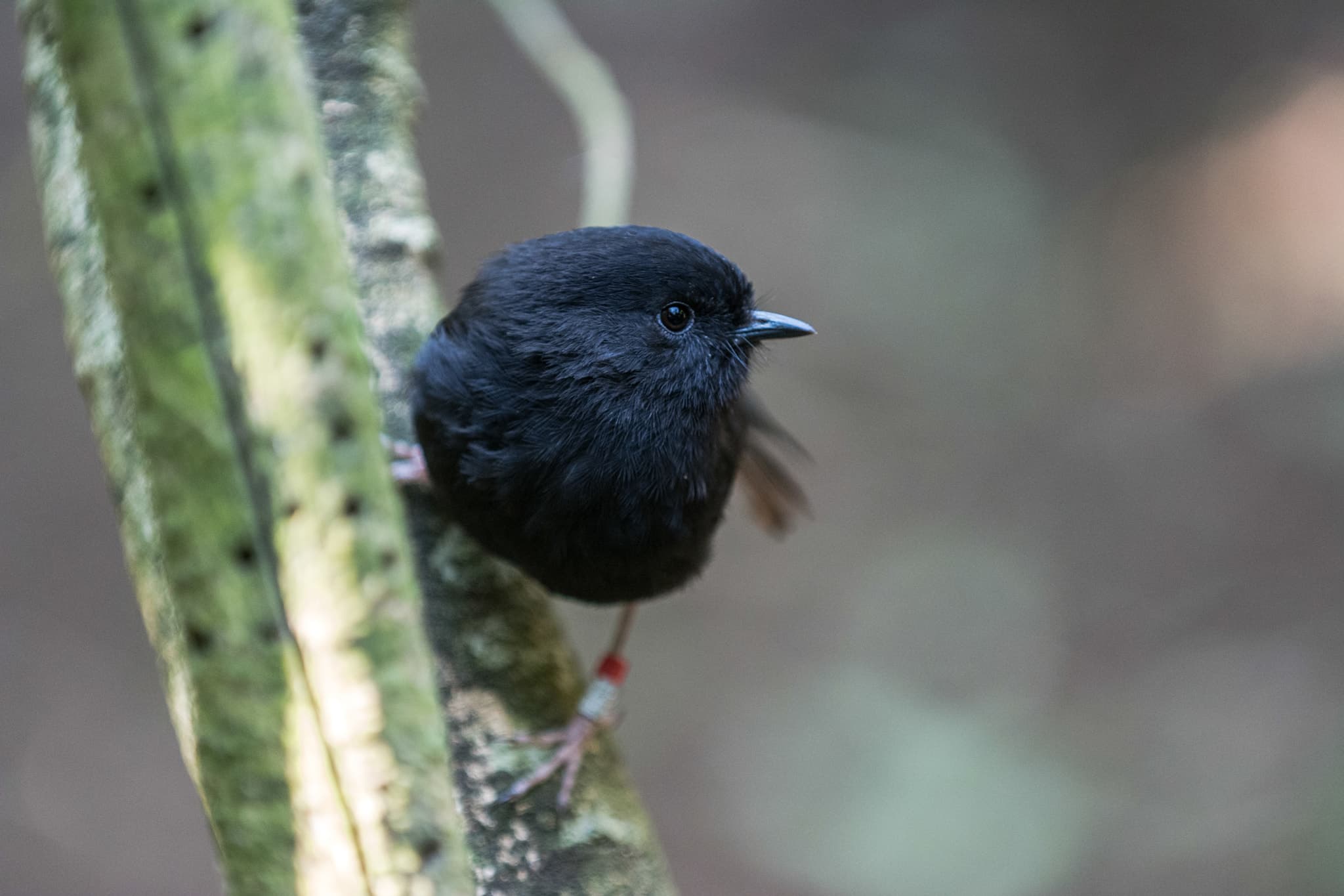 Karure, the Chatham Island black robin